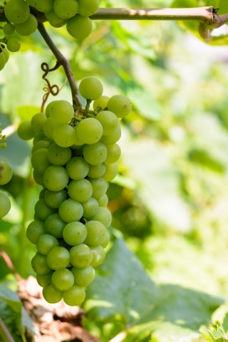 A bunch of green grapes hanging among the leaves in the garden